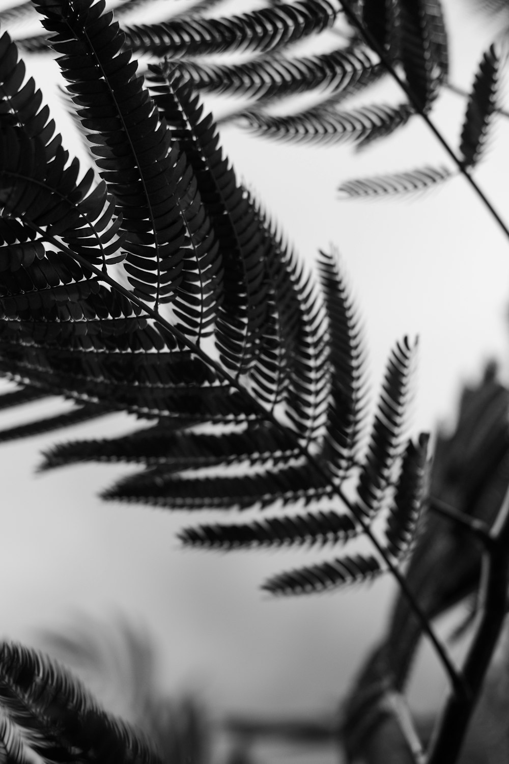 a close-up of a plant