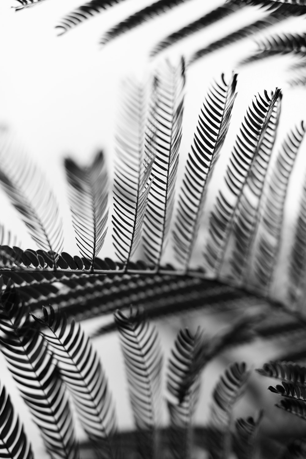 a close-up of a palm tree