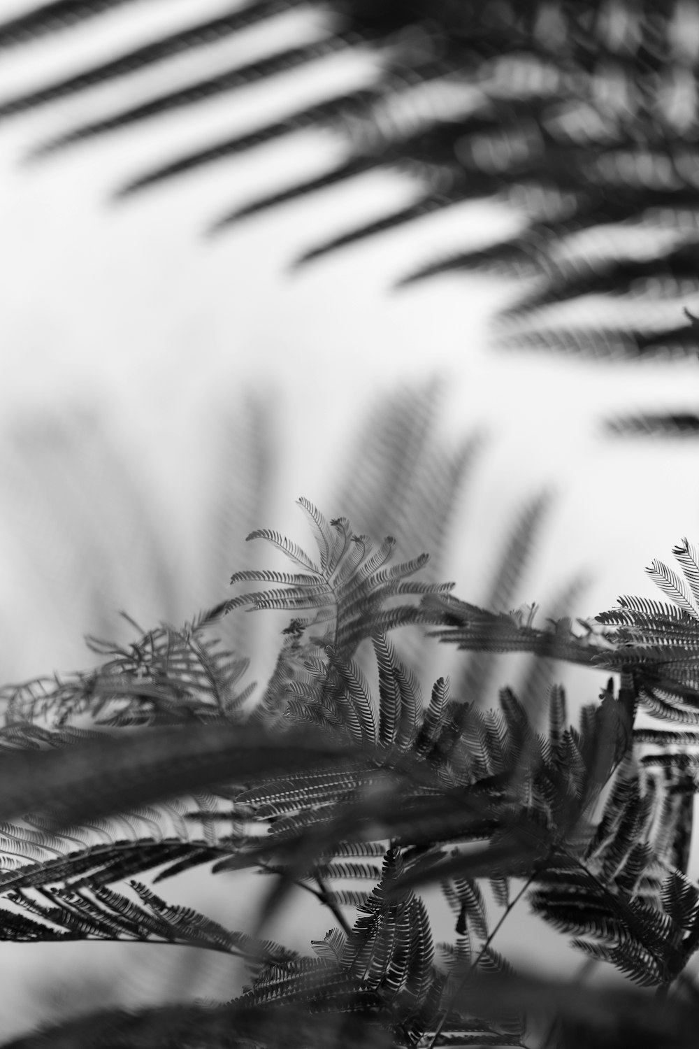 a close-up of some leaves