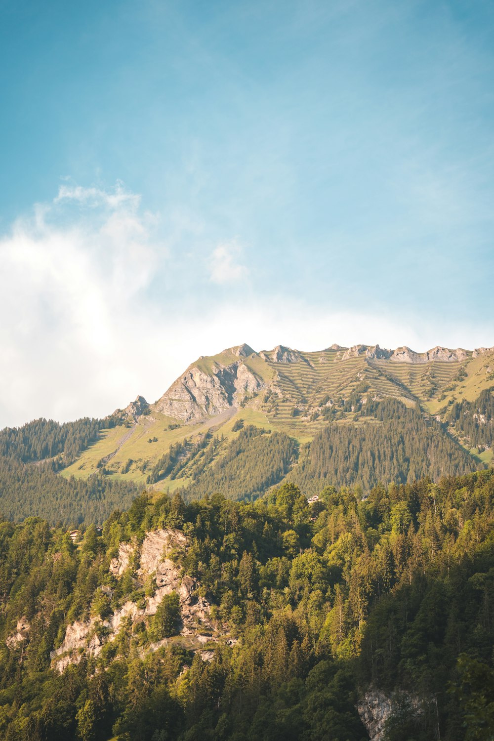 a mountain with trees below