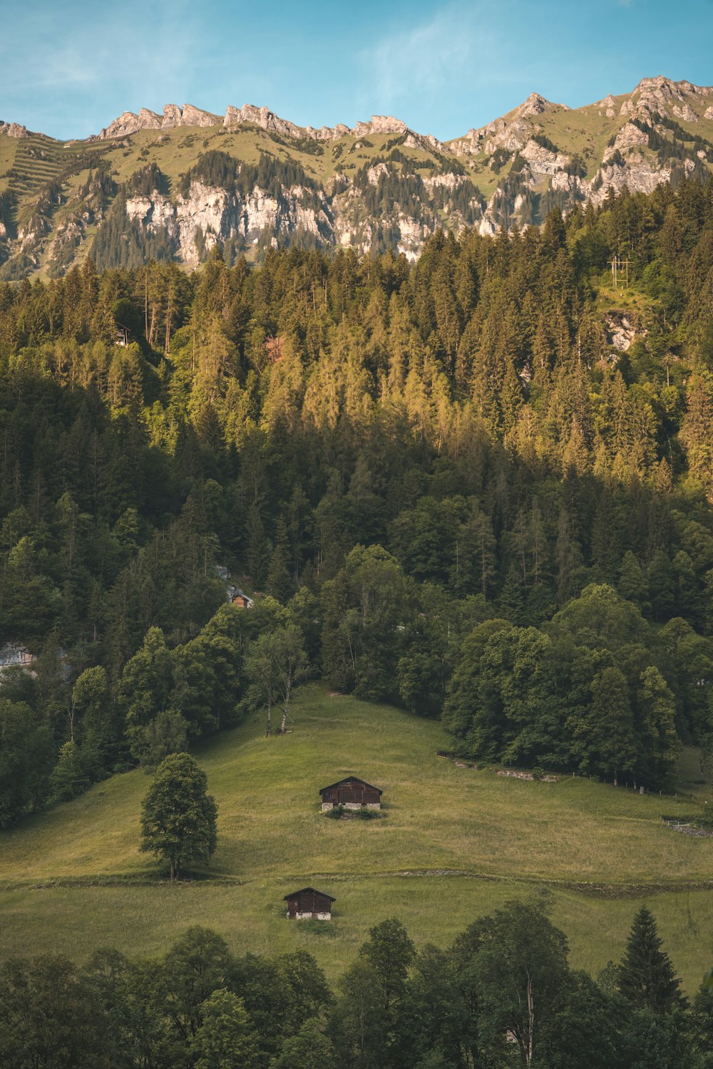 a grassy area with trees and mountains in the background