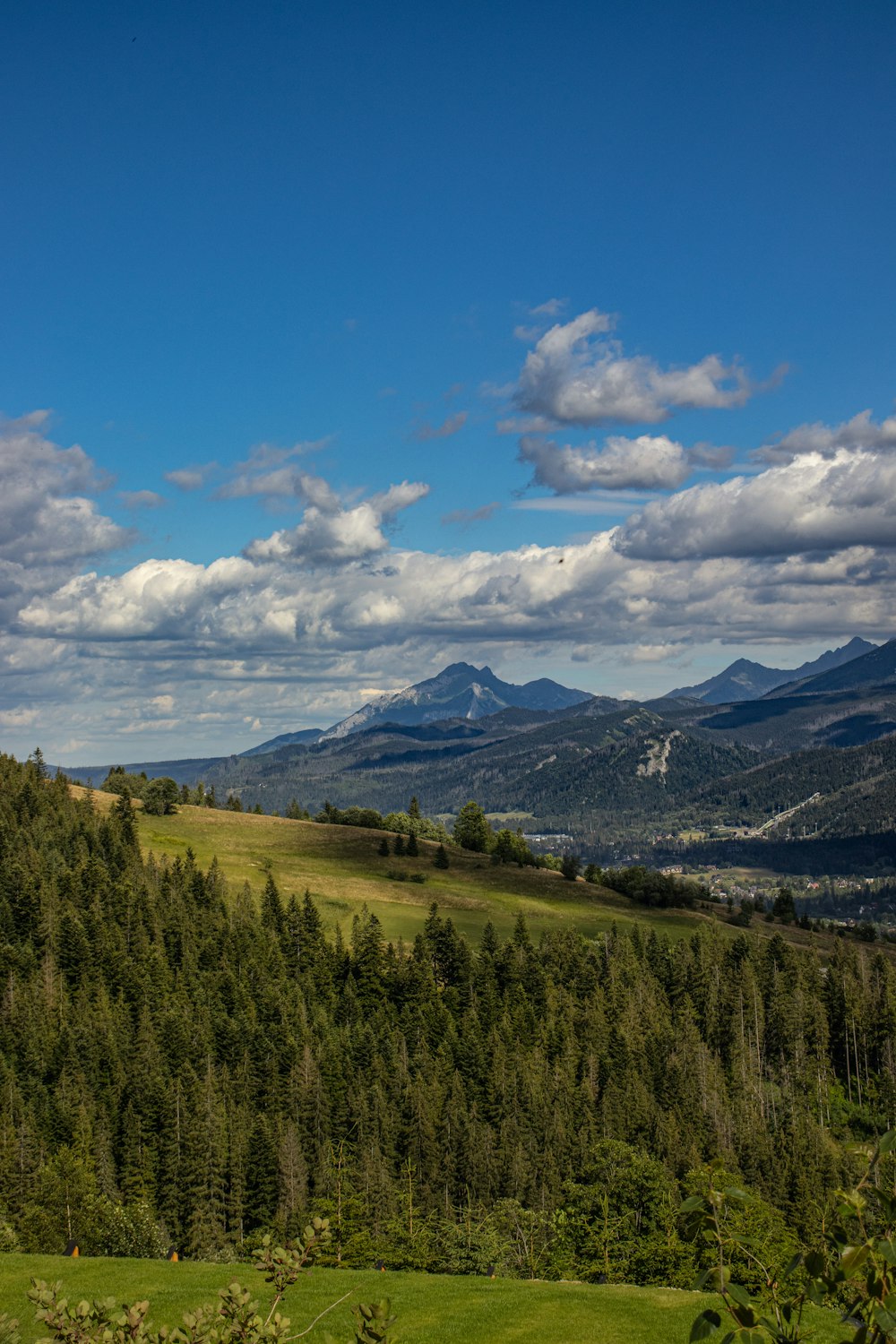 Un paesaggio con alberi e montagne sullo sfondo