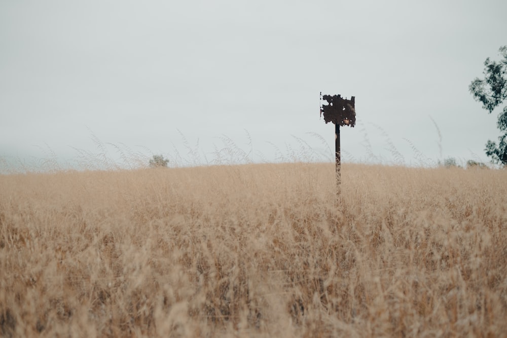 a mushroom growing in a field