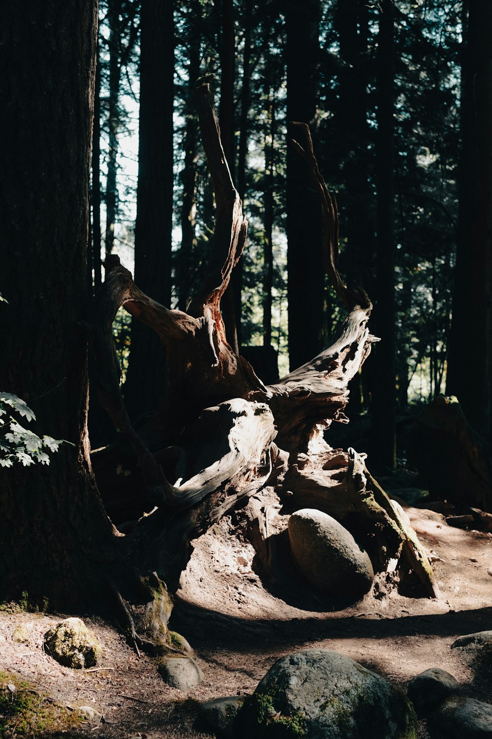 a tree stump in the middle of a forest