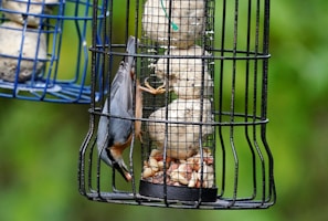 A small bird is perched inside a cylindrical metal feeder filled with bird food. The feeder has a wire cage design, and the bird appears to be pecking at the food with its head tilted downwards. In the background, another similar feeder can be seen with a blurred natural green setting.