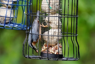 A small bird is perched inside a cylindrical metal feeder filled with bird food. The feeder has a wire cage design, and the bird appears to be pecking at the food with its head tilted downwards. In the background, another similar feeder can be seen with a blurred natural green setting.