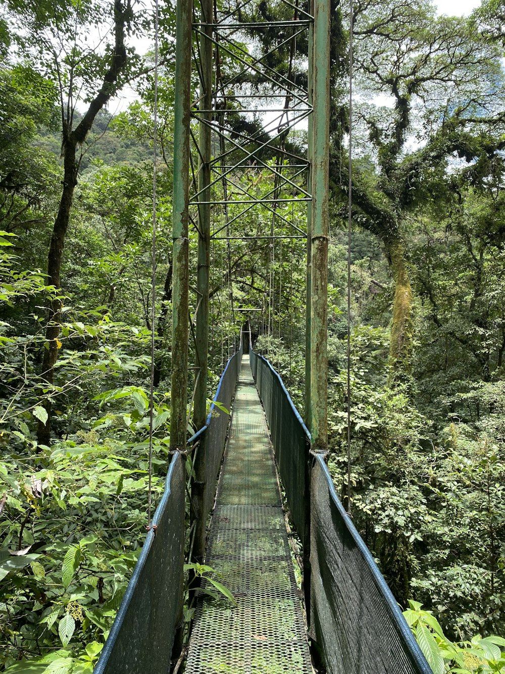 a long suspension bridge in the woods