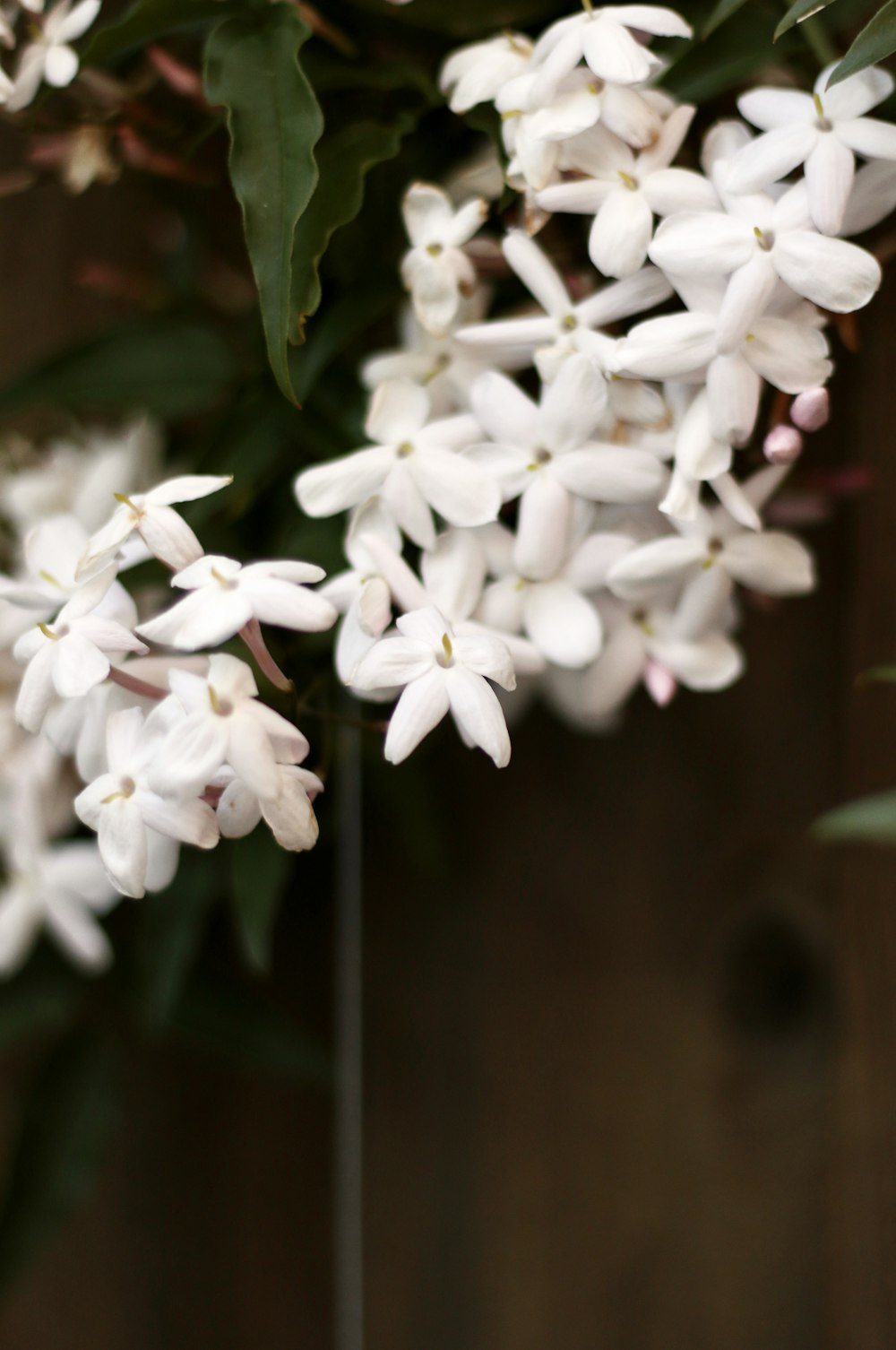 a close up of white flowers