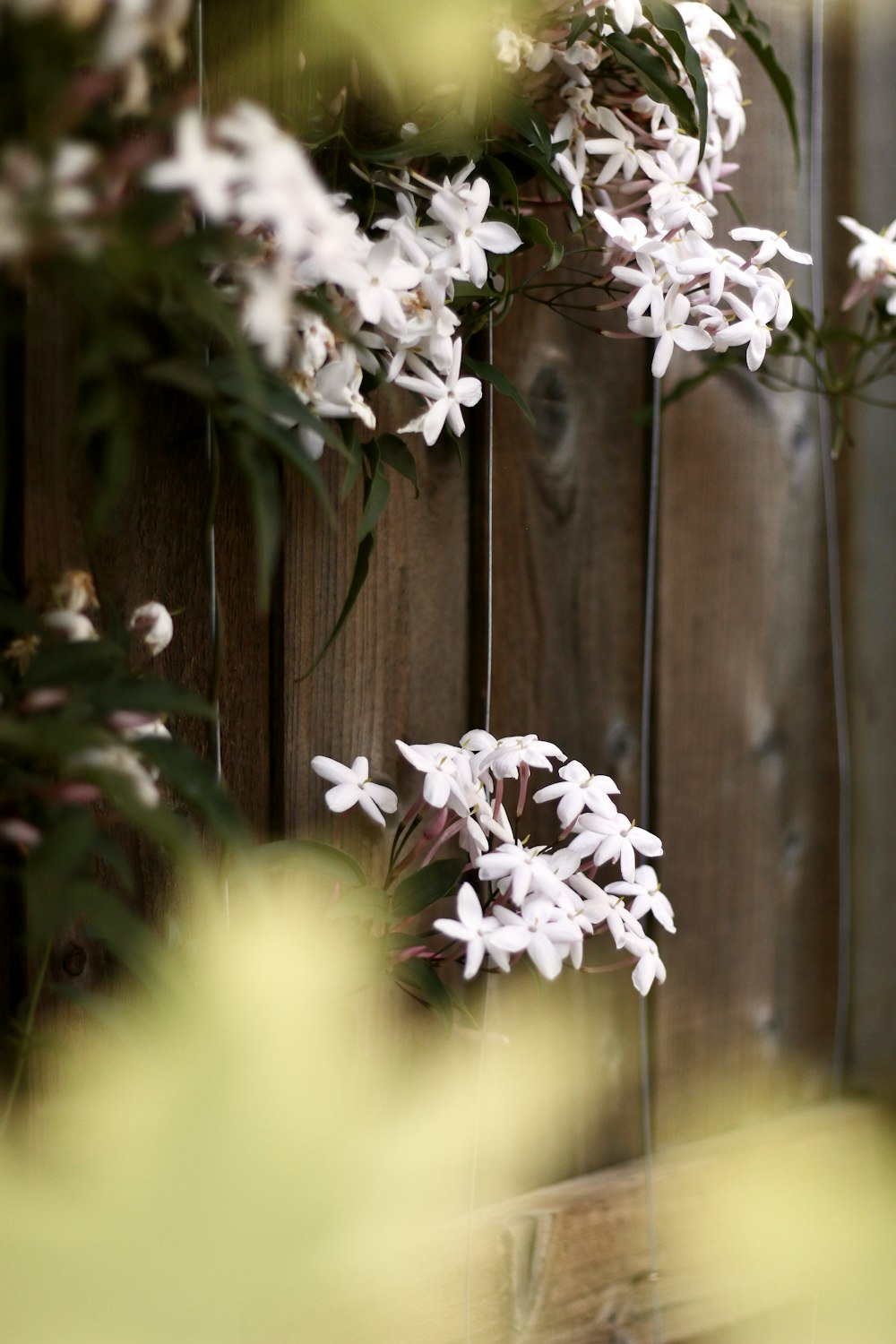 a vase with white flowers