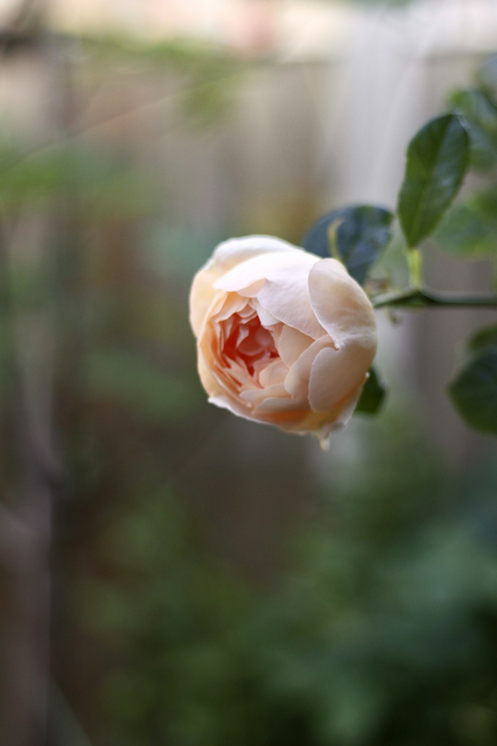 a pink rose on a branch