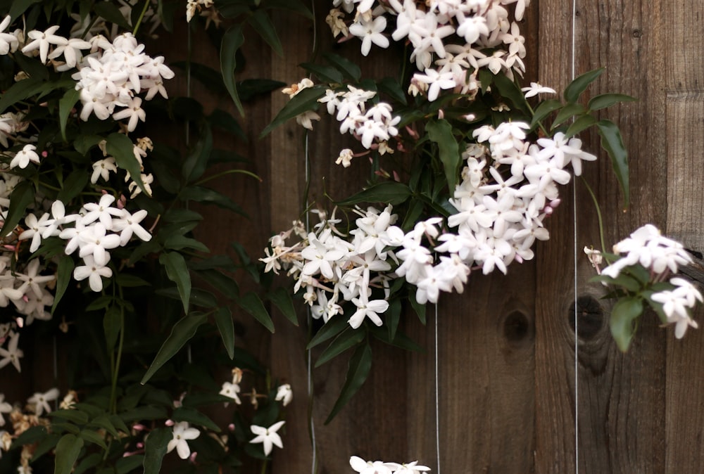 a group of white flowers