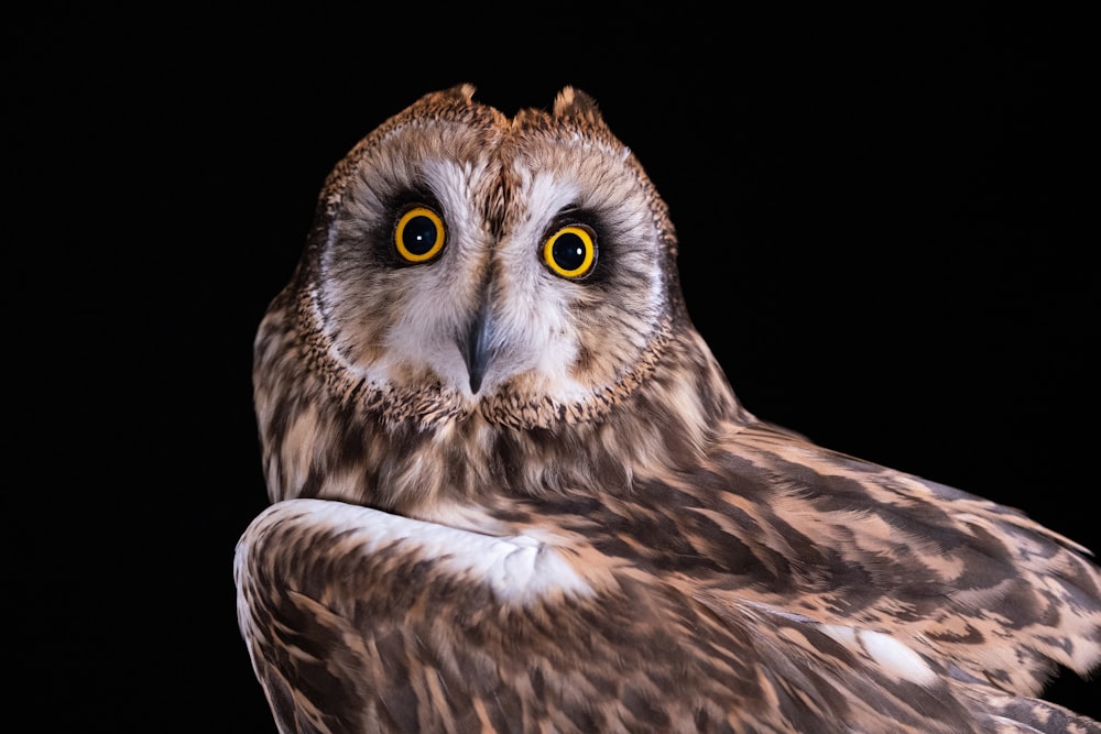 a brown and white owl