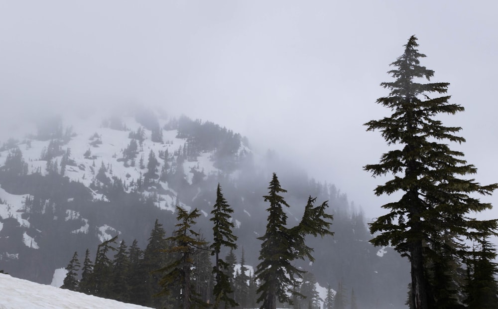 a snowy mountain with trees