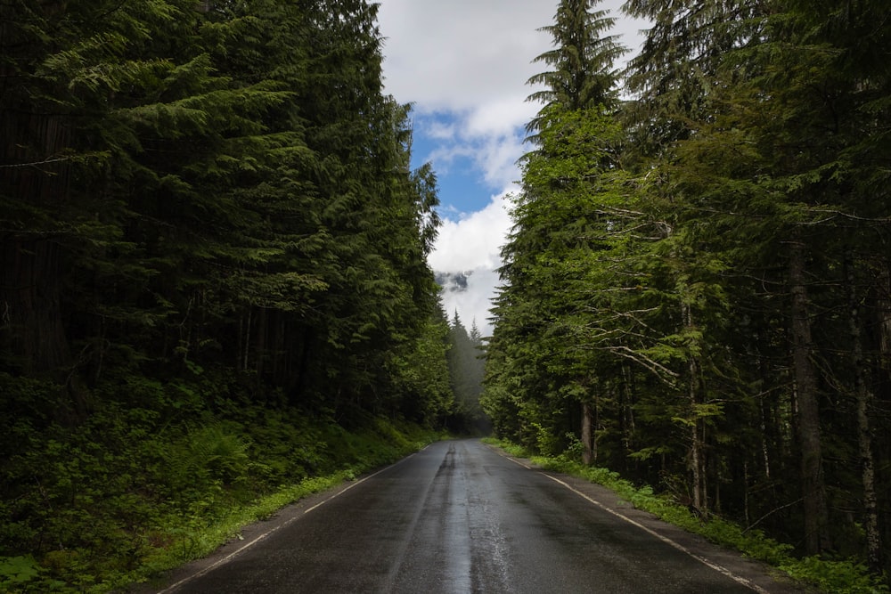 a road with trees on the side