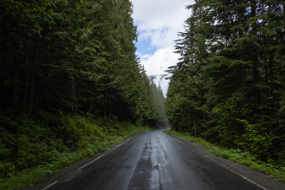 a road with trees on the side