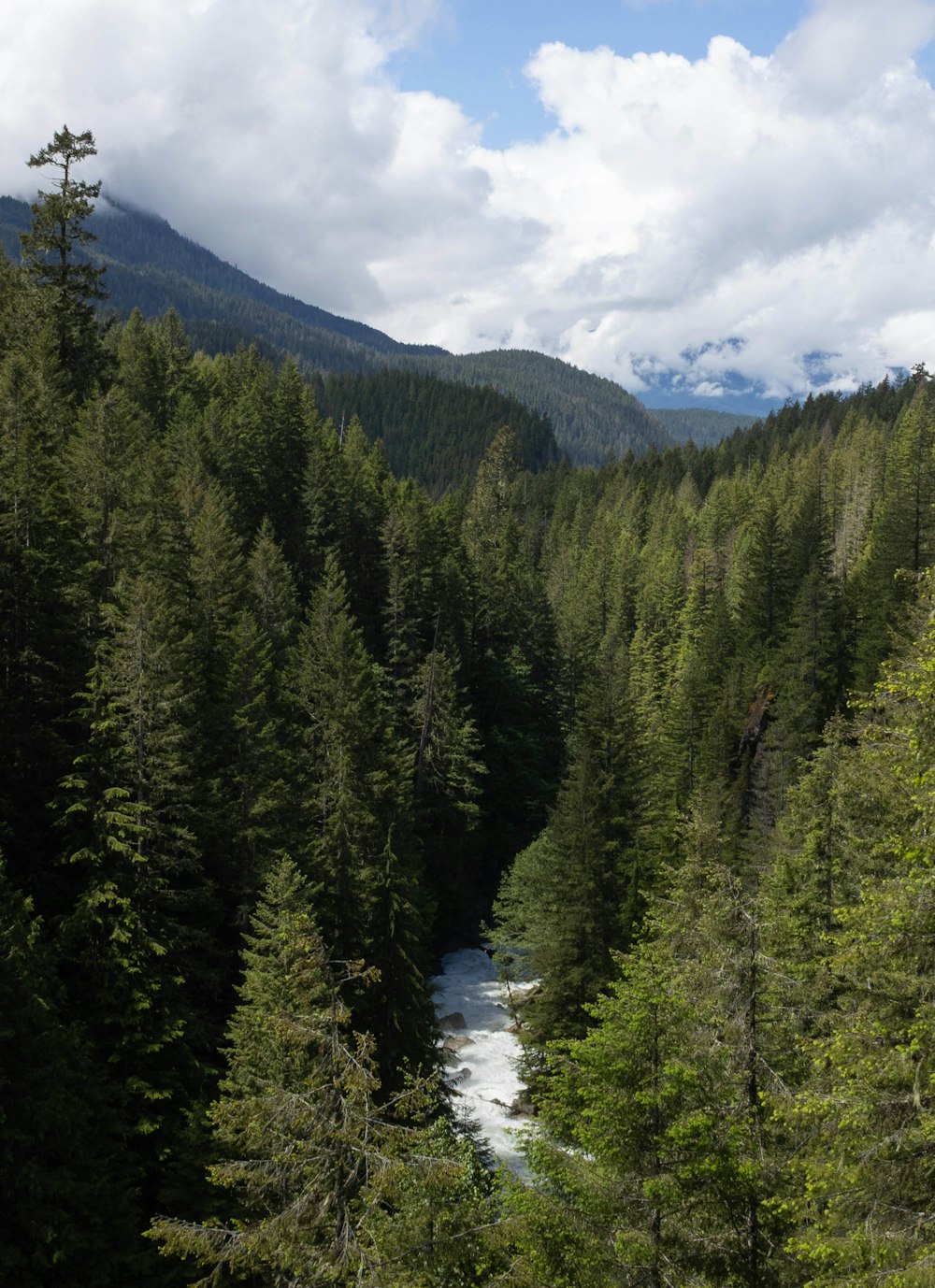 a river running through a forest