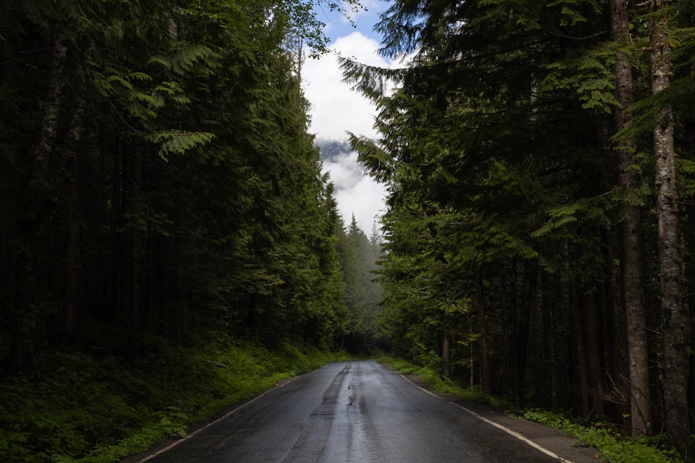 a road in the woods