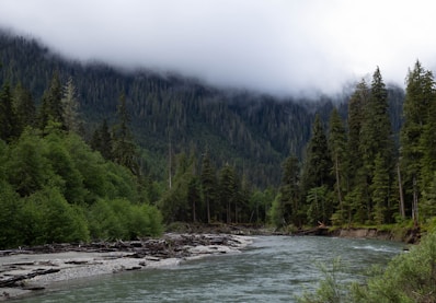 a river with trees on the side