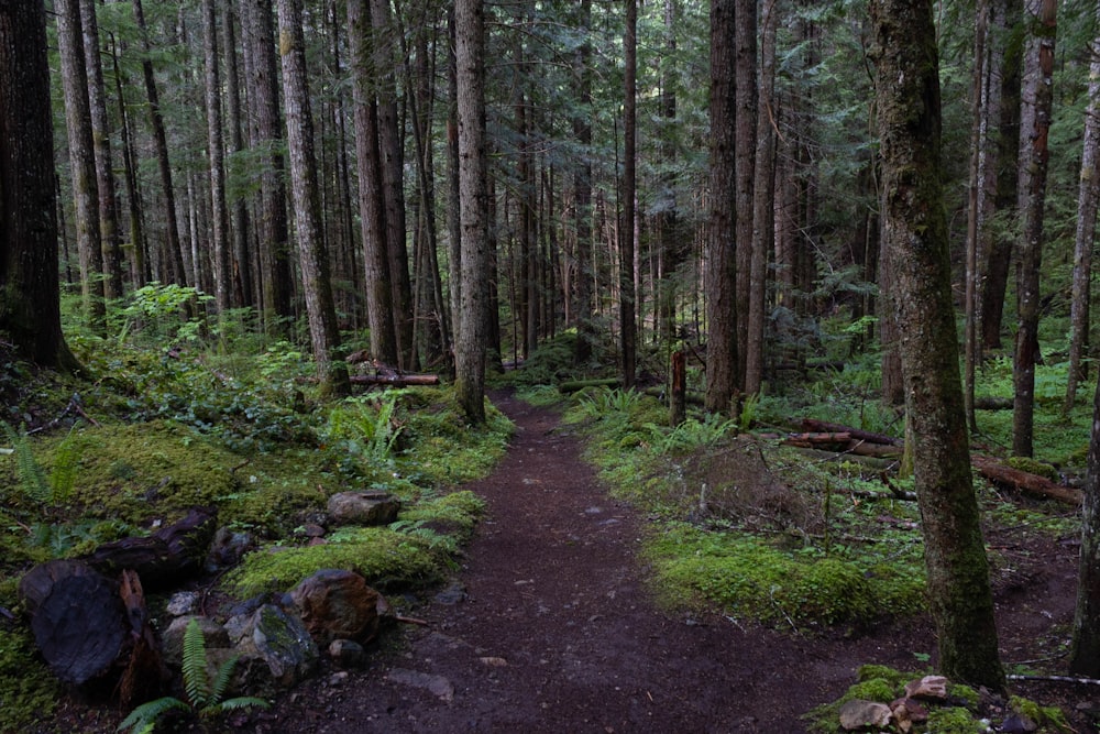 a dirt path through a forest