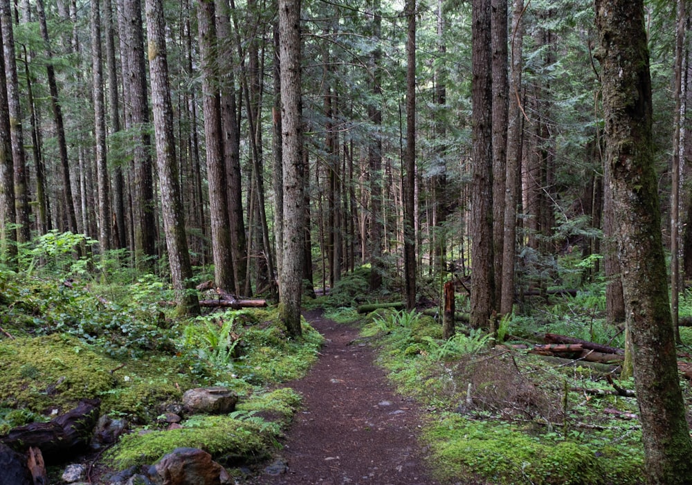 a dirt path through a forest