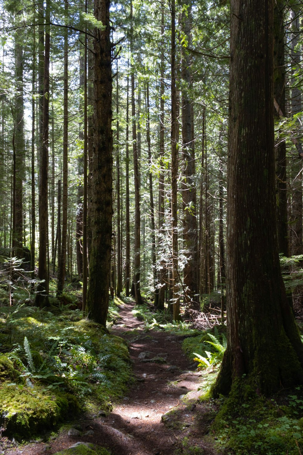 a path through a forest