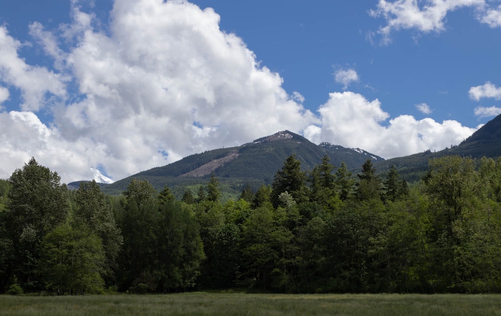 a landscape with trees and mountains in the background