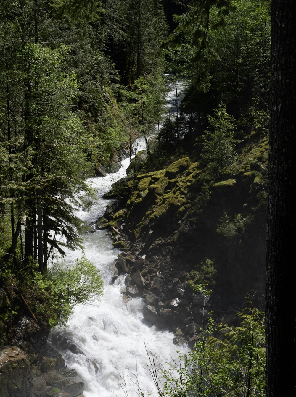 a river running through a forest