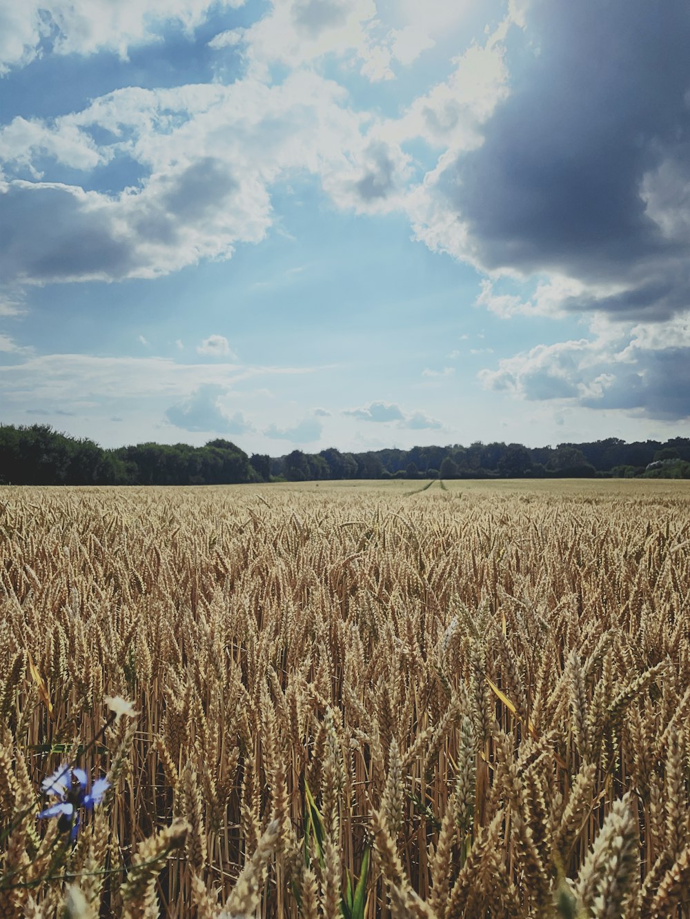 a field of wheat with trees in the background