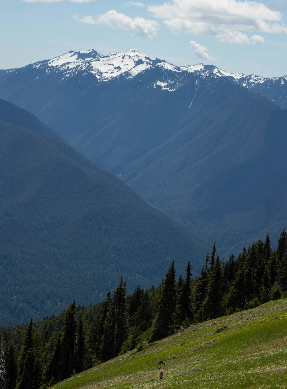 Une chaîne de montagnes avec des arbres