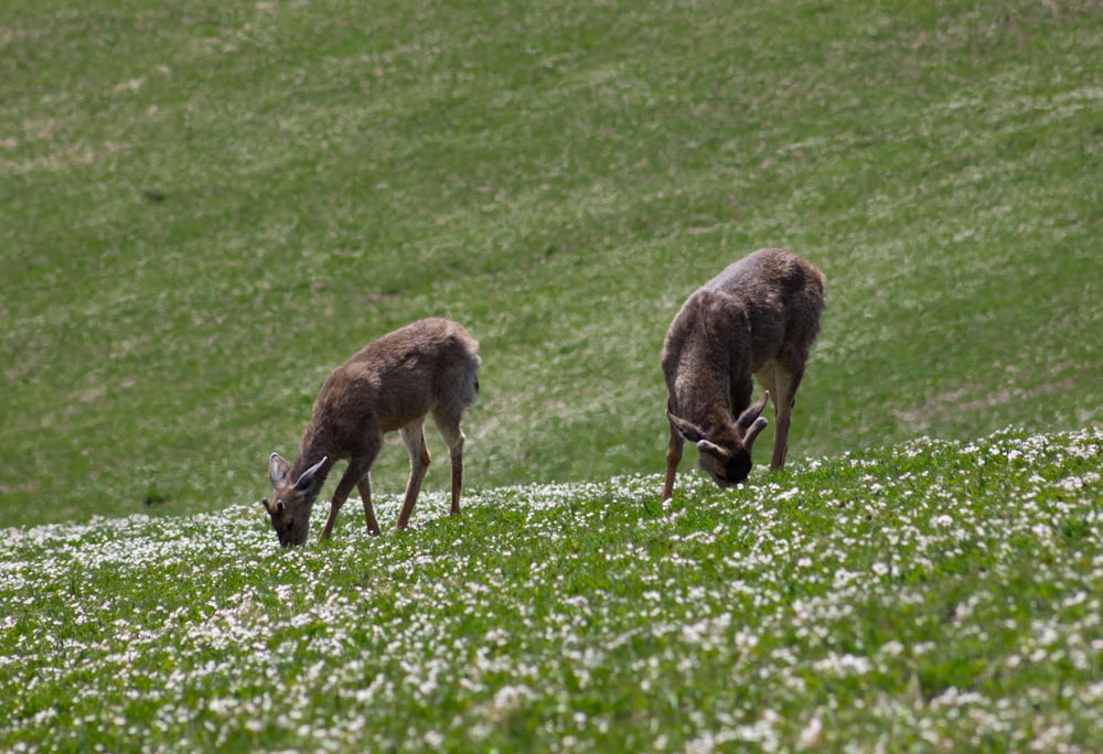 two animals grazing in a field