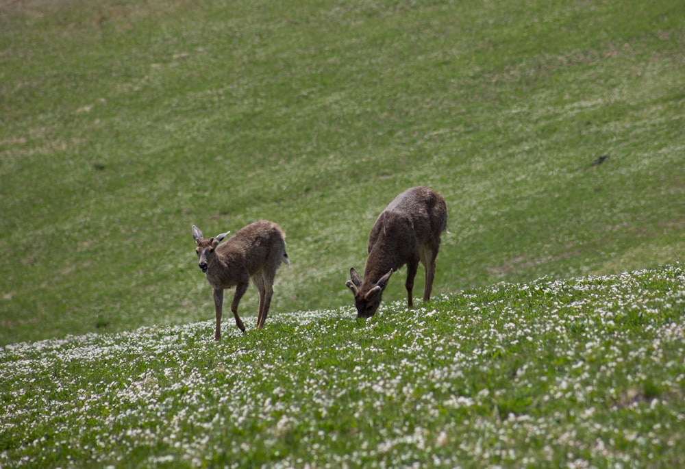 a couple of deer in a field