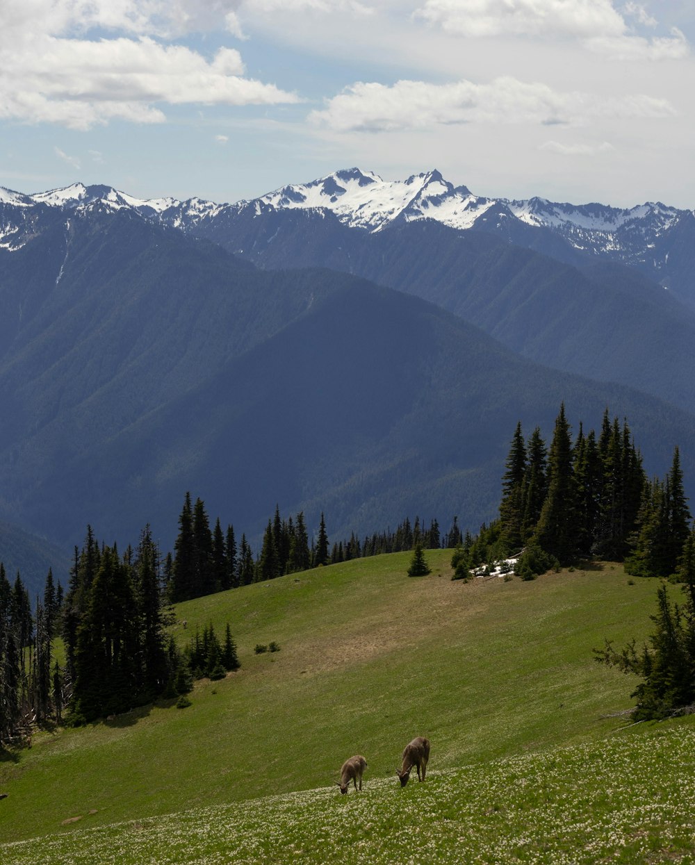 a couple of animals stand in a grassy field