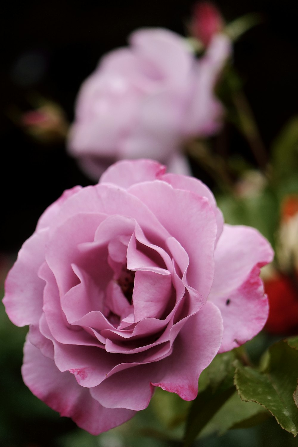 a close up of a pink flower