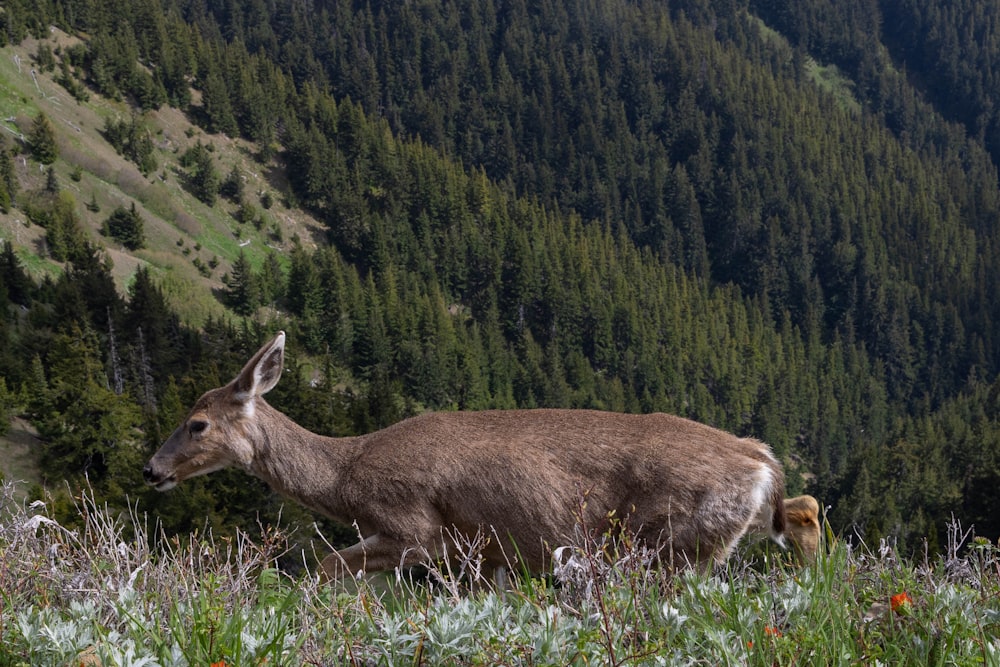 a deer in a field