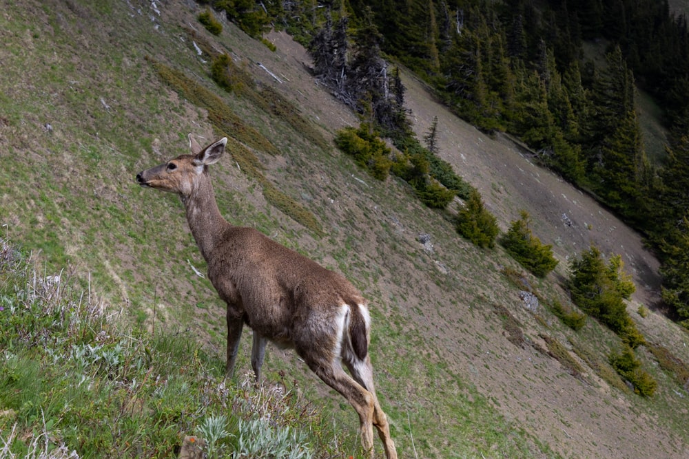 a deer standing on a hill