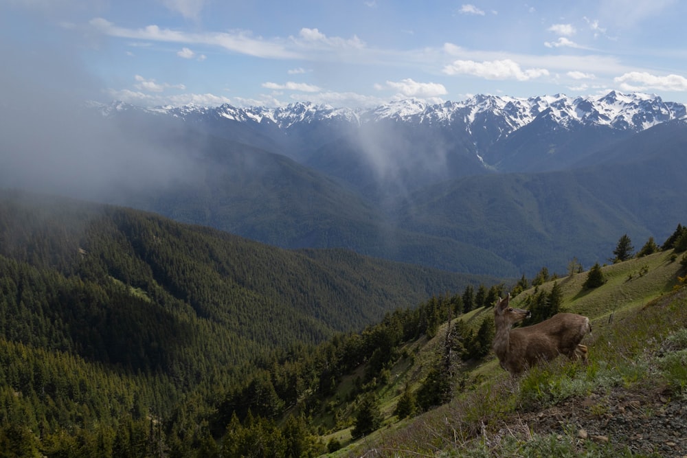 a moose on a grassy hill with mountains in the background