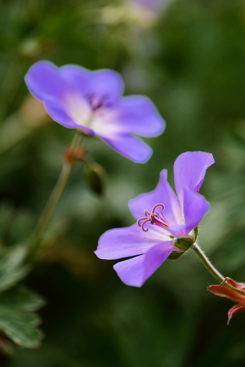 a close up of a flower