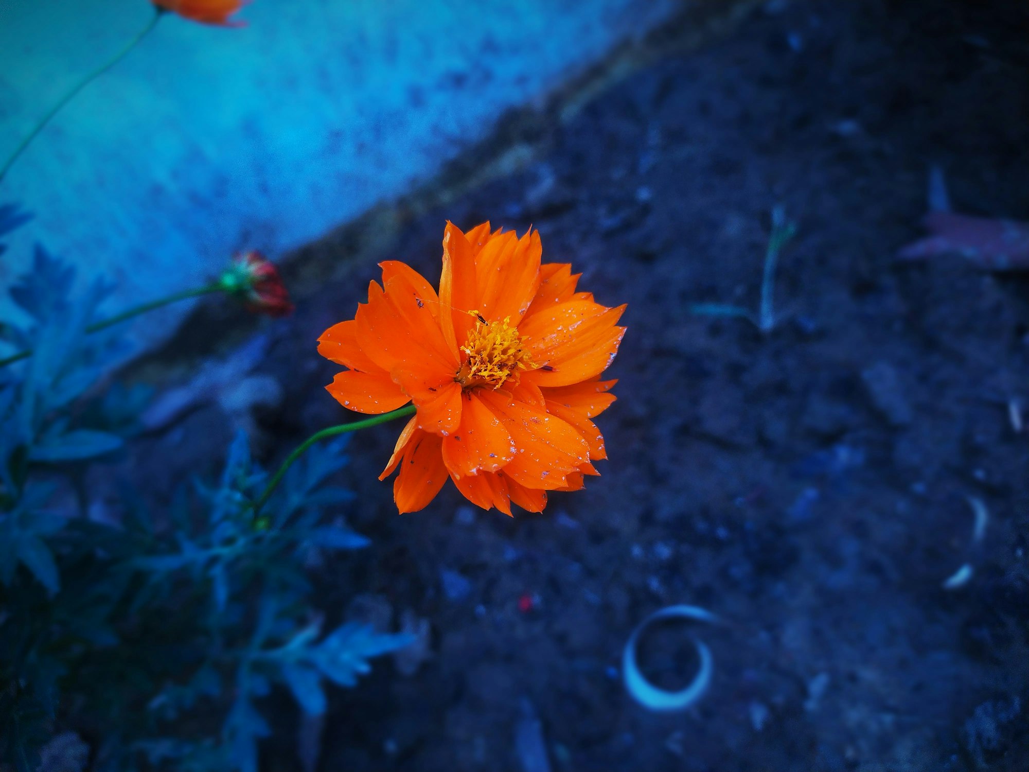 Beautiful orange flower. Aastik Maurya