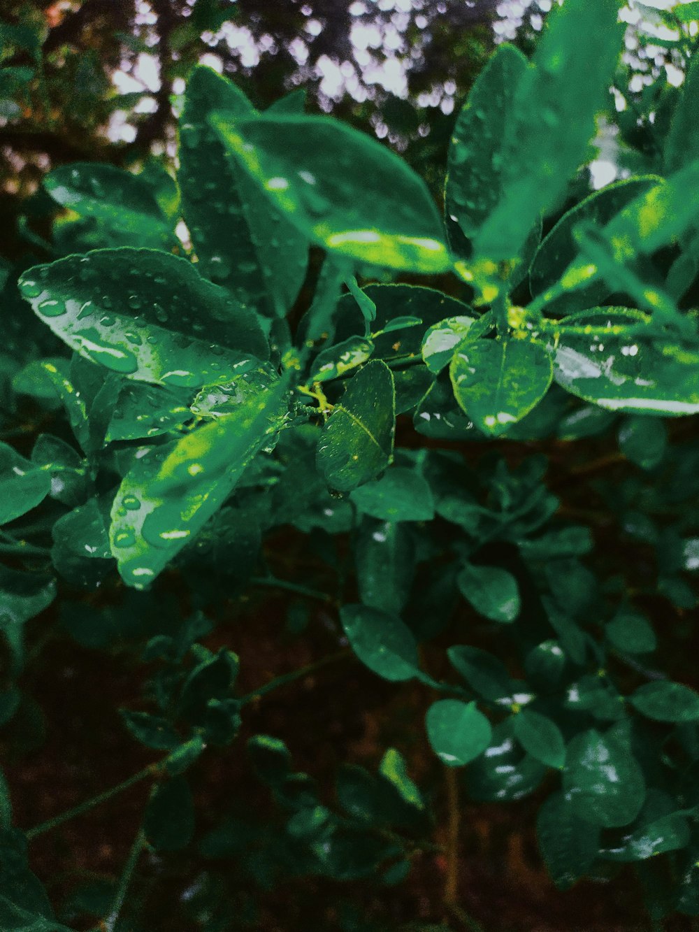 a close-up of some leaves