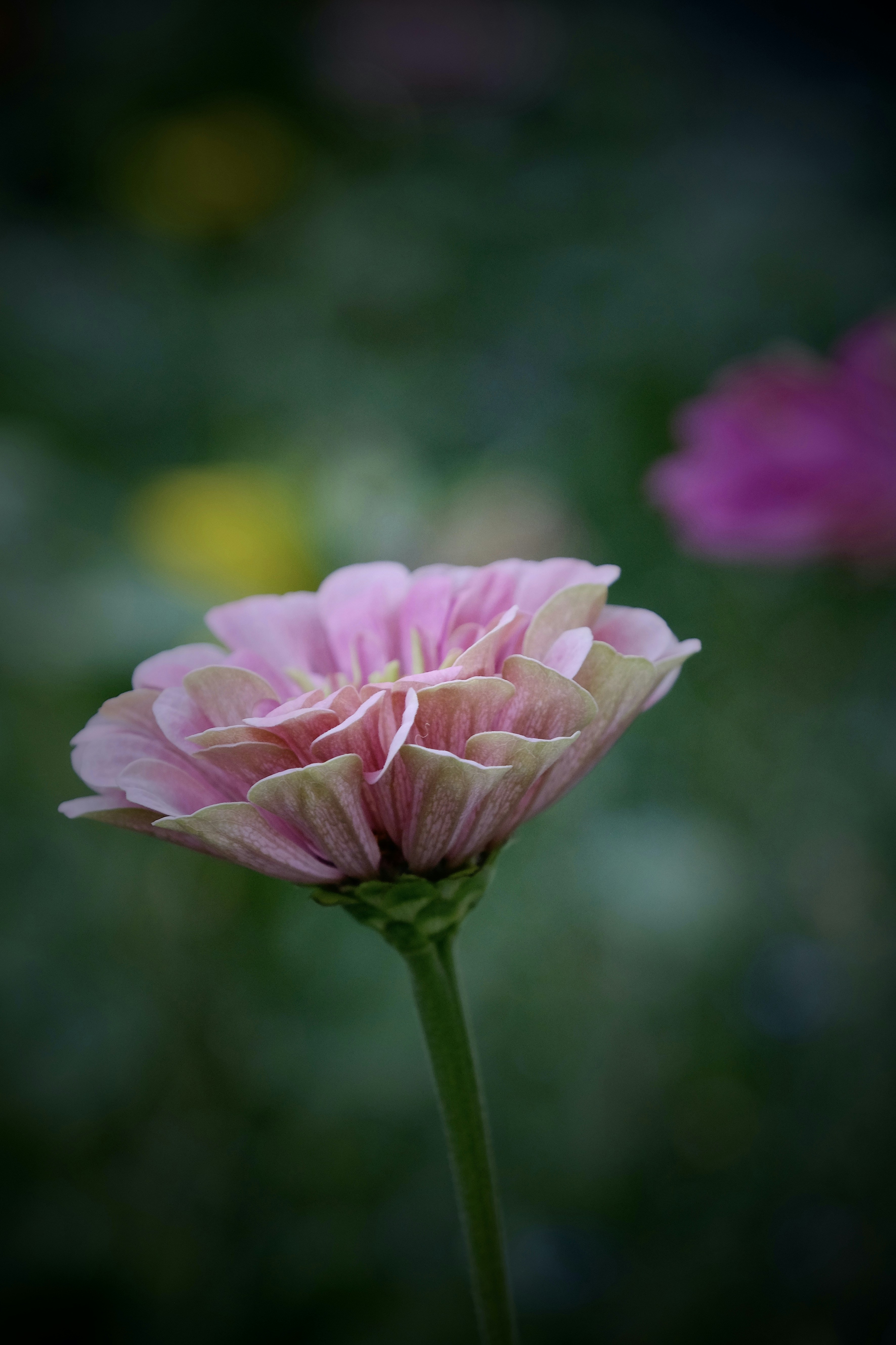 Photo by rosspor