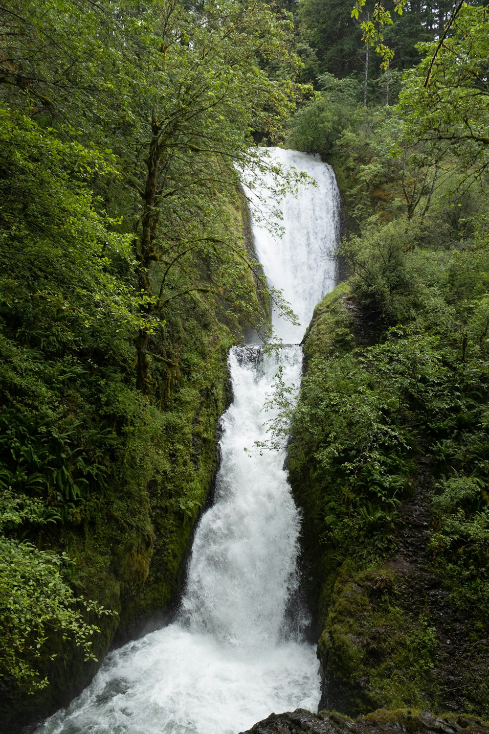 Une cascade dans une forêt