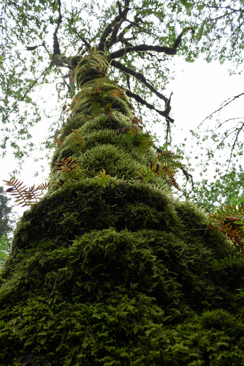 a tree with green leaves