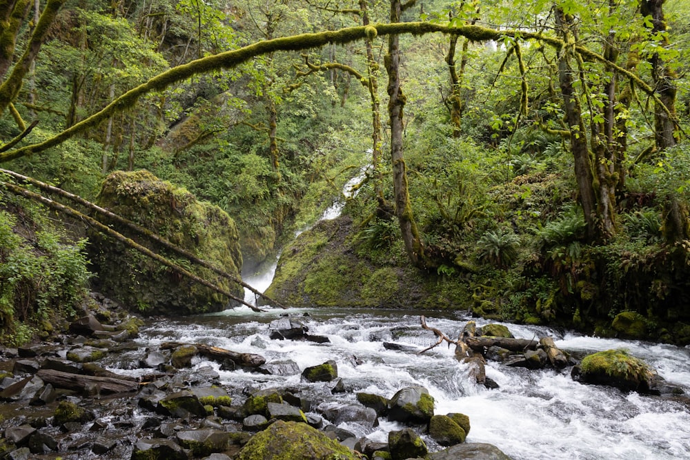 a river with rocks and trees