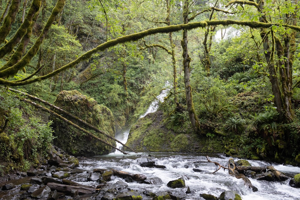 Ein Fluss mit Bäumen und Felsen