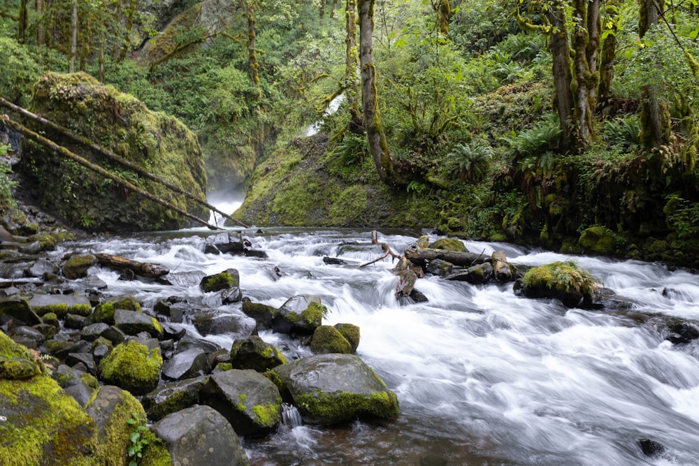 a river with rocks and trees