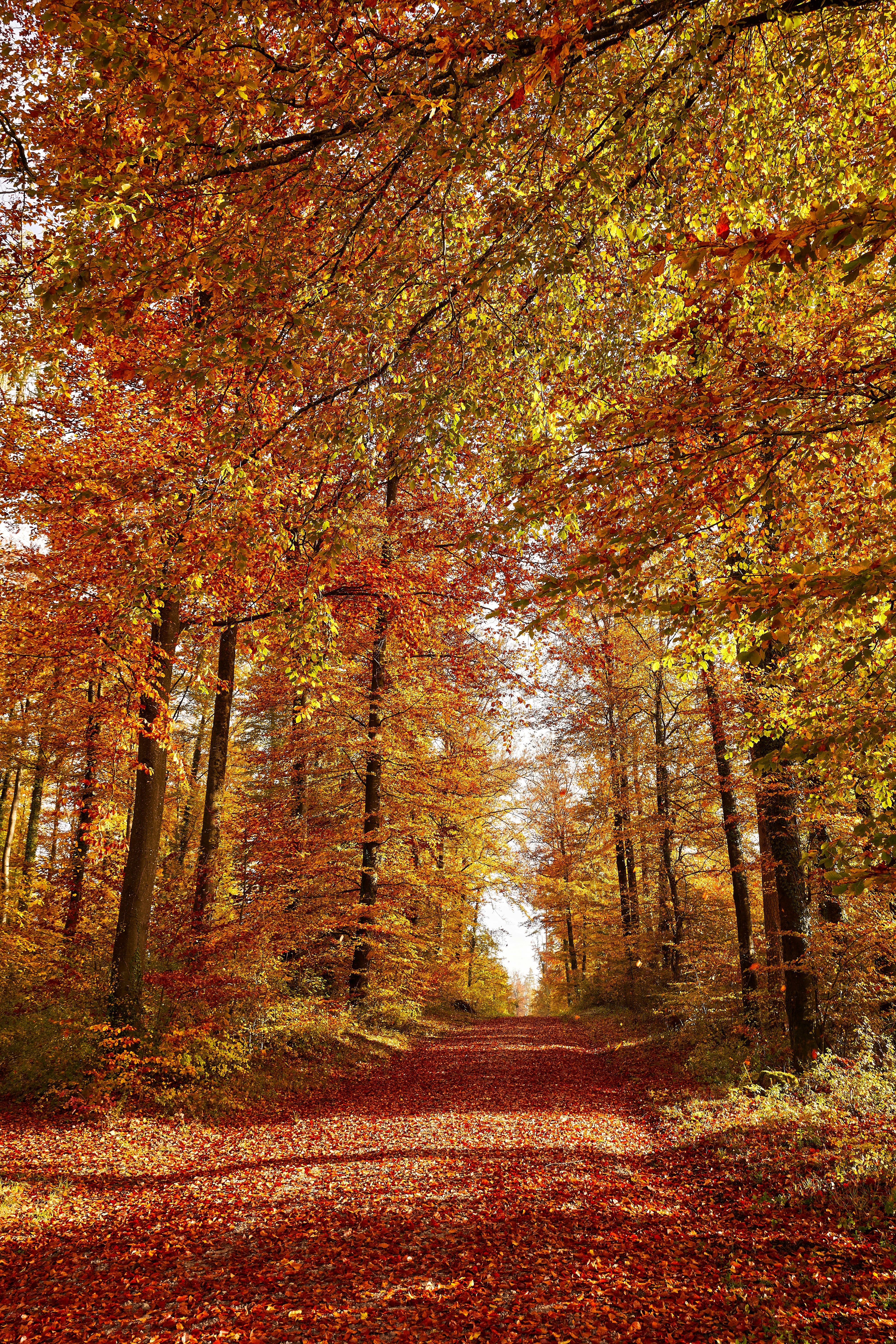 Photo by wolfgang_hasselmann