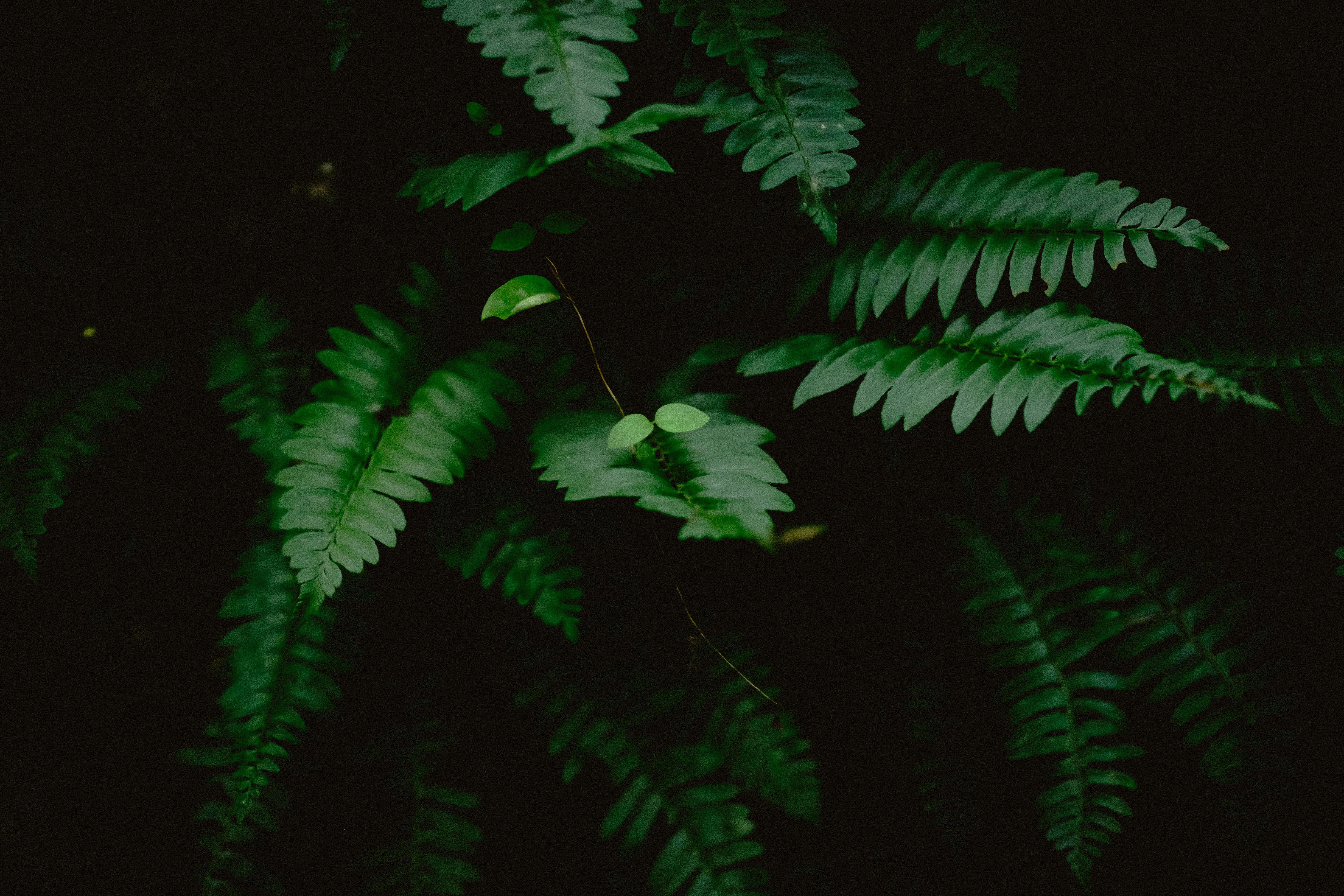 Photo by beangarbage