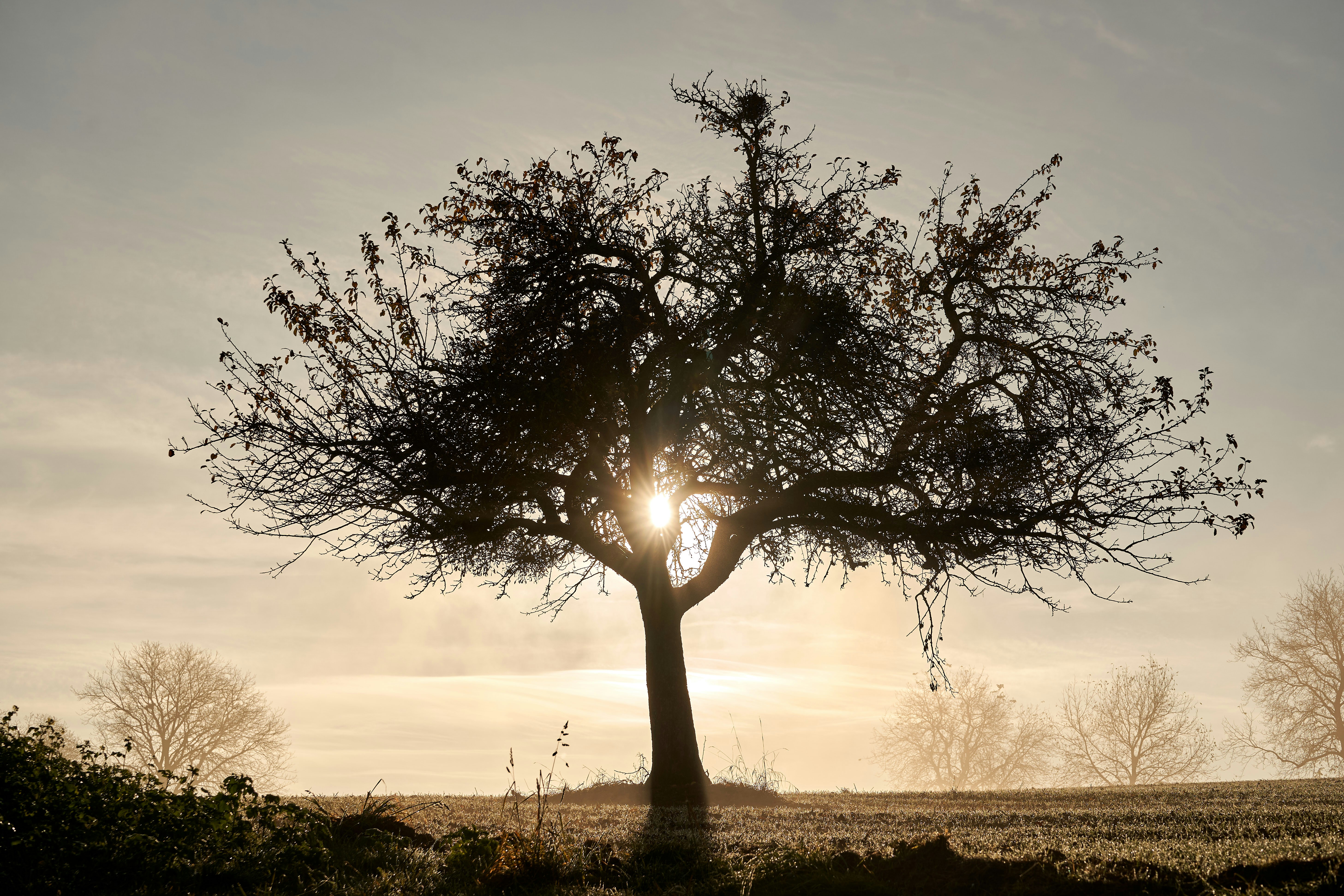 Photo by wolfgang_hasselmann