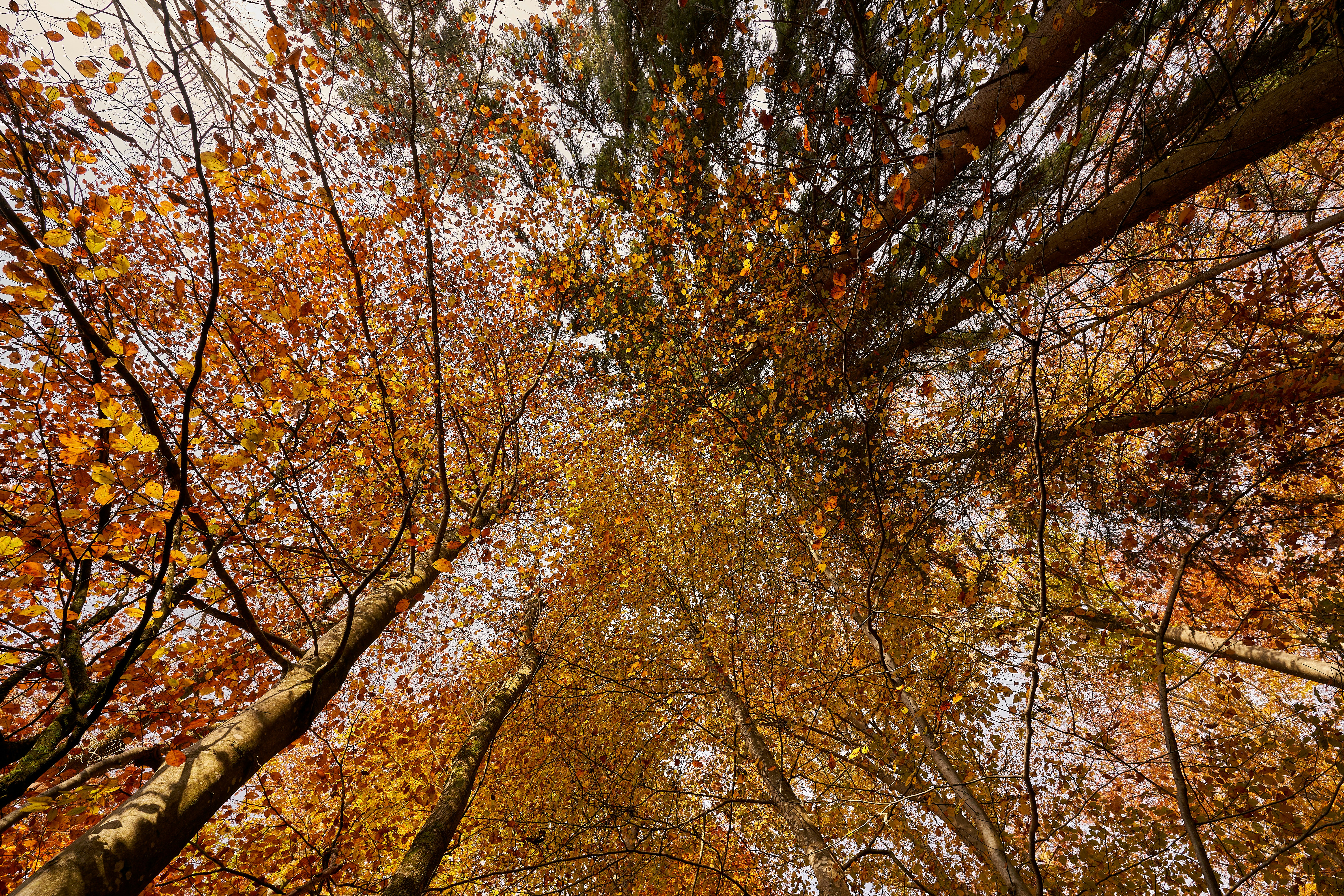 Photo by wolfgang_hasselmann