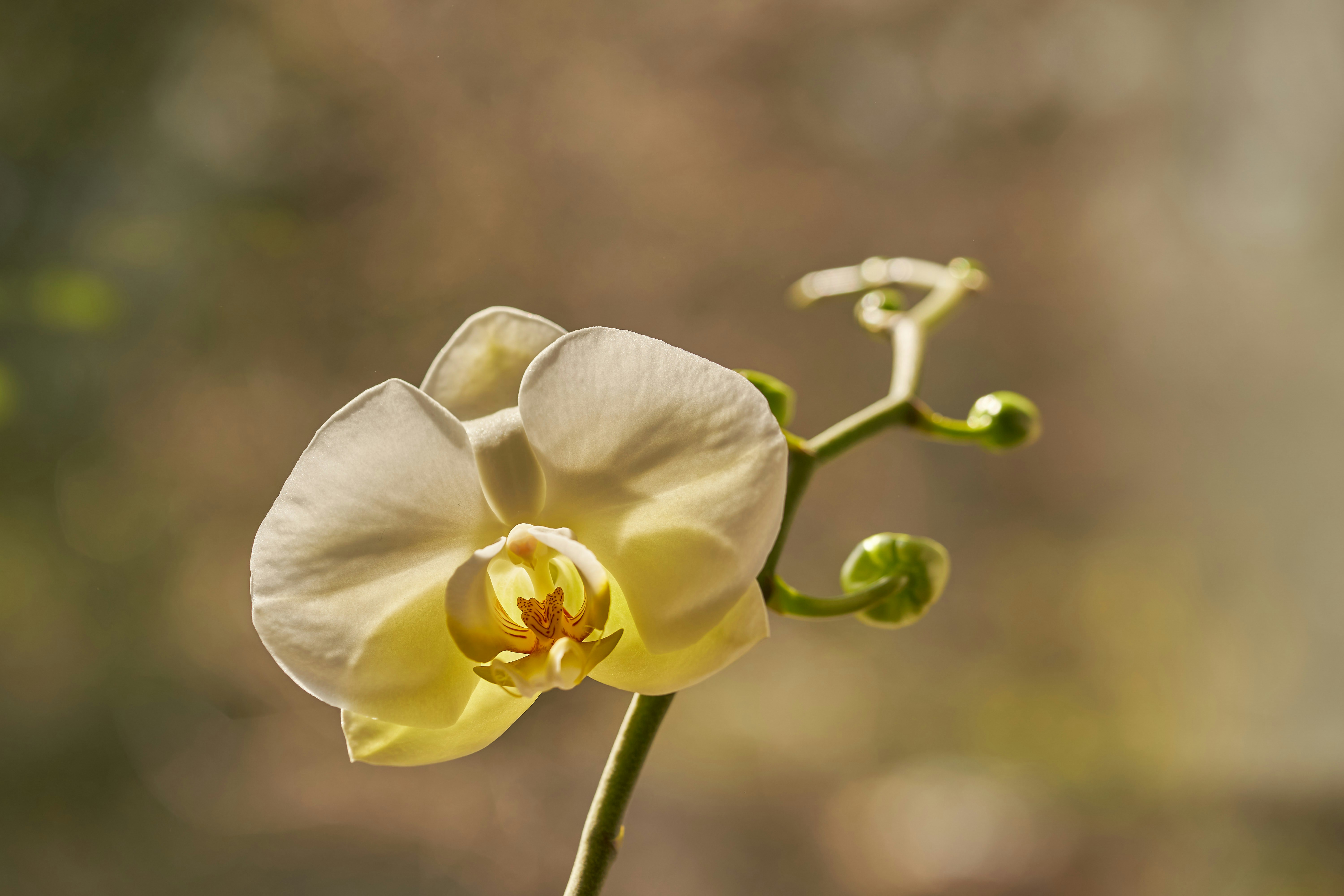 Photo by wolfgang_hasselmann